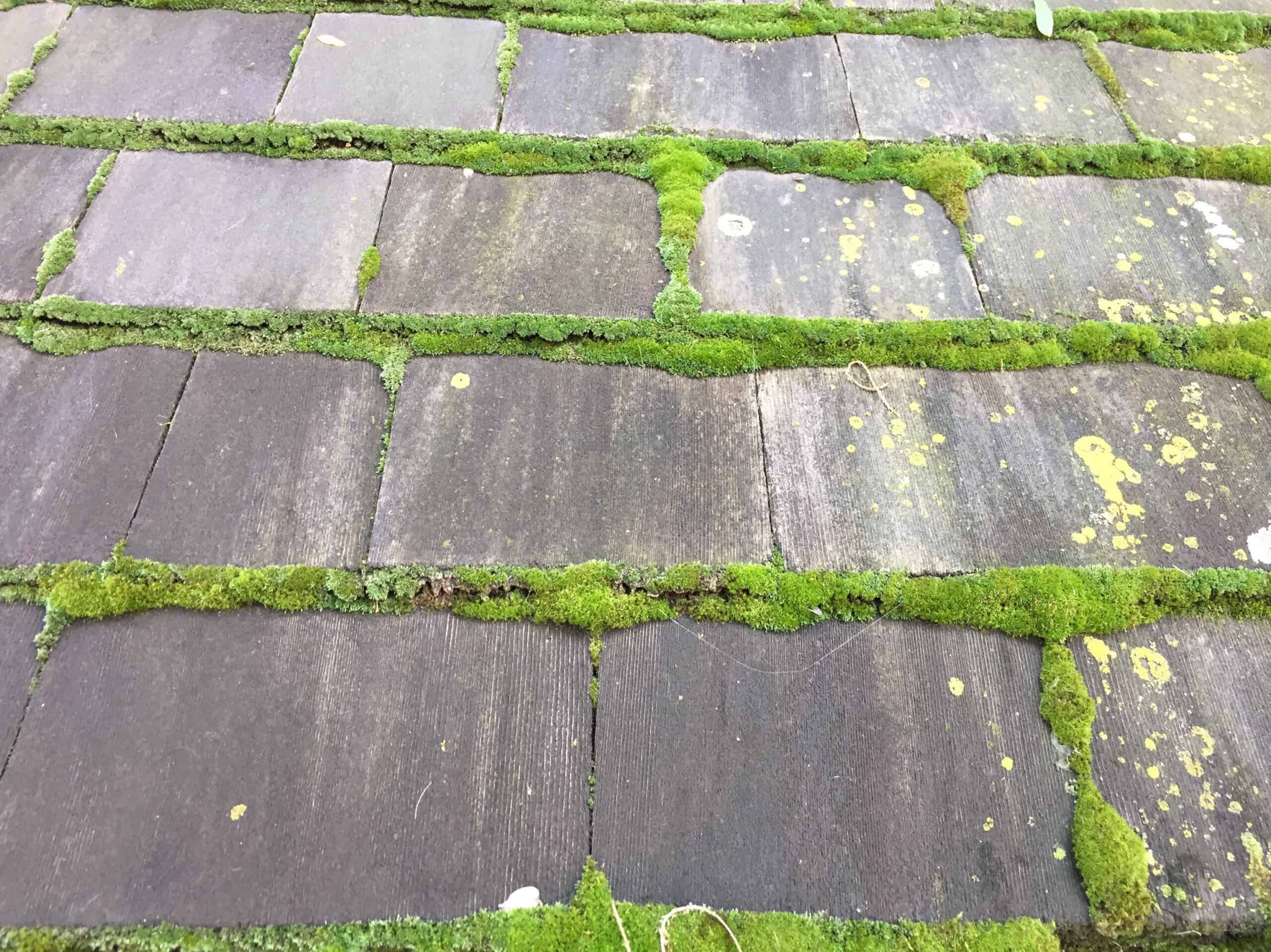 Wooden Tile Roof With,Green Moss Growing In Crevices
