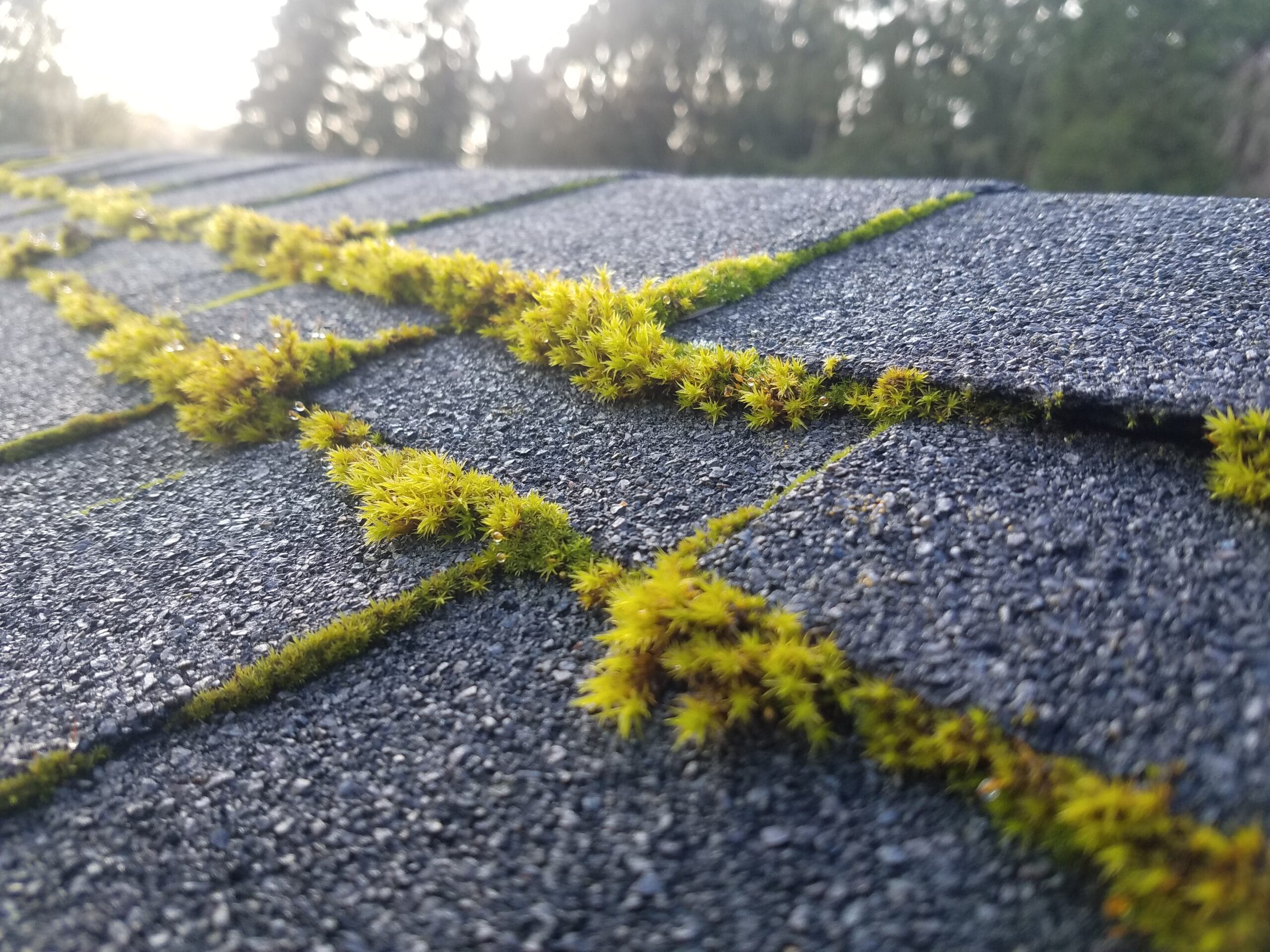 Moss Growing Needs A Moss Treatment
